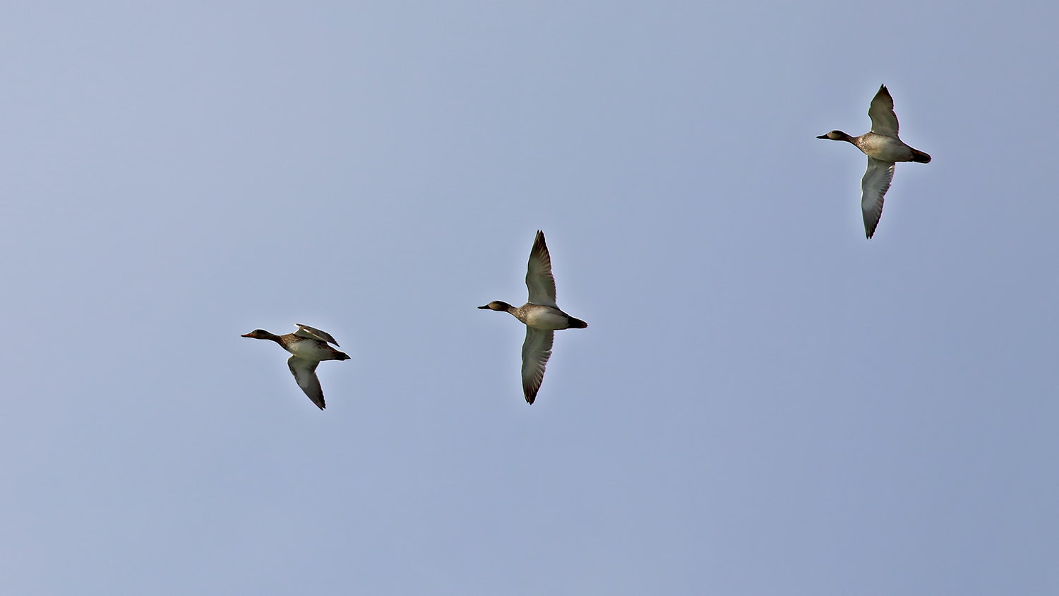 Gadwall